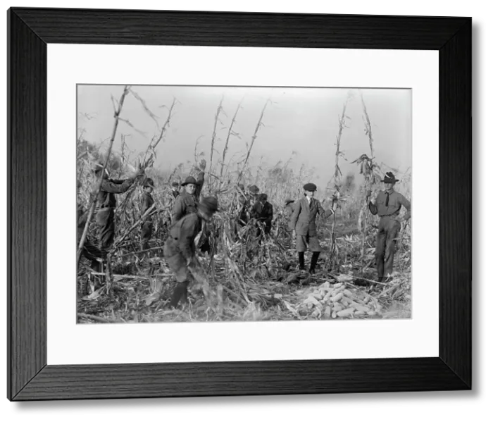 Framed Print : Boy Scouts, Boy Scout Farm, 1917. Creator: Harris & Ewing. Boy Scouts, Boy Scout Farm, 1917. Creator: Harris & Ewing Framed Print : Boy Scouts, Boy Scout Farm, 1917. Creator: Harris & Ewing. Boy Scouts, Boy Scout Farm, 1917. Creator: Harris & Ewing