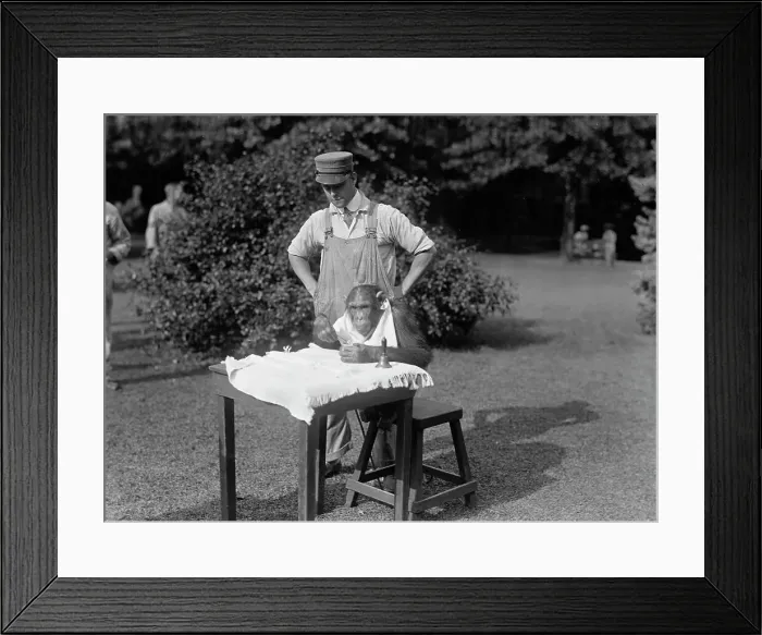 Framed Print : Zoo, Washington, D.C. Sokko, The Monkey, 1917. Creator: Harris & Ewing. Zoo, Washington, D.C. Sokko, The Monkey, 1917. Creator: Harris & Ewing Framed Print : Zoo, Washington, D.C. Sokko, The Monkey, 1917. Creator: Harris & Ewing. Zoo, Washington, D.C. Sokko, The Monkey, 1917. Creator: Harris & Ewing