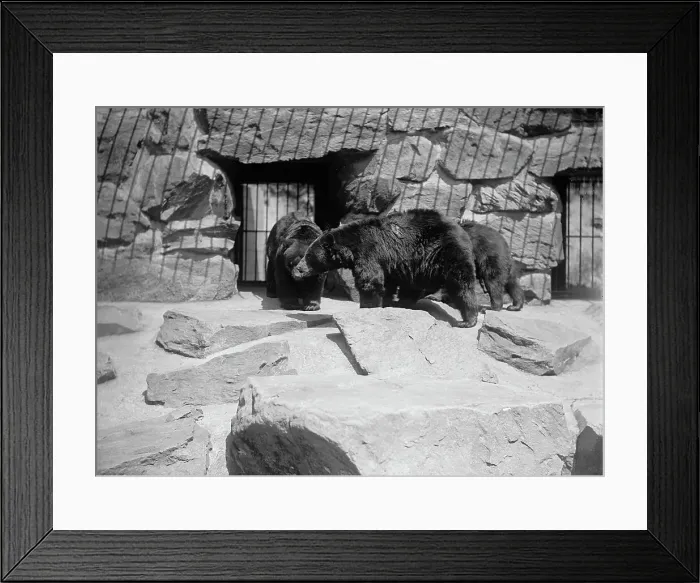 Framed Print : Zoo, Washington, D.C.: Black Bear, 1916. Creator: Harris & Ewing. Zoo, Washington, D.C.: Black Bear, 1916. Creator: Harris & Ewing Framed Print : Zoo, Washington, D.C.: Black Bear, 1916. Creator: Harris & Ewing. Zoo, Washington, D.C.: Black Bear, 1916. Creator: Harris & Ewing