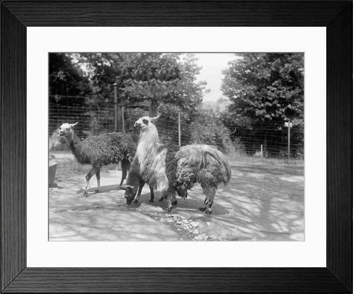 Framed Print : Zoo, Washington, D.C.: Llama, 1916. Creator: Harris & Ewing. Zoo, Washington, D.C.: Llama, 1916. Creator: Harris & Ewing Framed Print : Zoo, Washington, D.C.: Llama, 1916. Creator: Harris & Ewing. Zoo, Washington, D.C.: Llama, 1916. Creator: Harris & Ewing