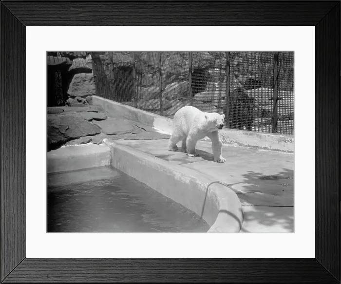 Framed Print : Zoo, Washington, D.C.: Bears, 1916. Creator: Harris & Ewing. Zoo, Washington, D.C.: Bears, 1916. Creator: Harris & Ewing Framed Print : Zoo, Washington, D.C.: Bears, 1916. Creator: Harris & Ewing. Zoo, Washington, D.C.: Bears, 1916. Creator: Harris & Ewing
