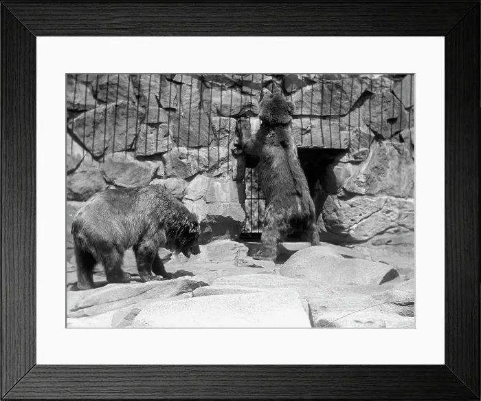 Framed Print : Zoo, Washington, D.C.: Bears, 1916. Creator: Harris & Ewing. Zoo, Washington, D.C.: Bears, 1916. Creator: Harris & Ewing Framed Print : Zoo, Washington, D.C.: Bears, 1916. Creator: Harris & Ewing. Zoo, Washington, D.C.: Bears, 1916. Creator: Harris & Ewing