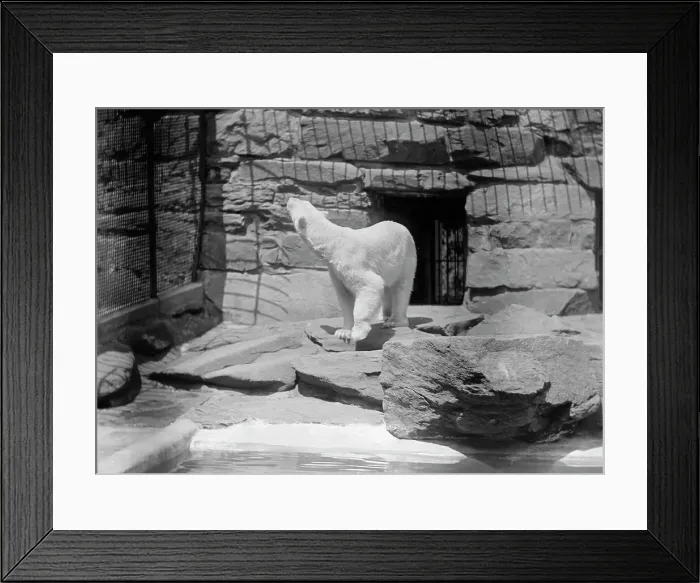 Framed Print : Zoo, Washington, D.C.: Bears, 1916. Creator: Harris & Ewing. Zoo, Washington, D.C.: Bears, 1916. Creator: Harris & Ewing Framed Print : Zoo, Washington, D.C.: Bears, 1916. Creator: Harris & Ewing. Zoo, Washington, D.C.: Bears, 1916. Creator: Harris & Ewing
