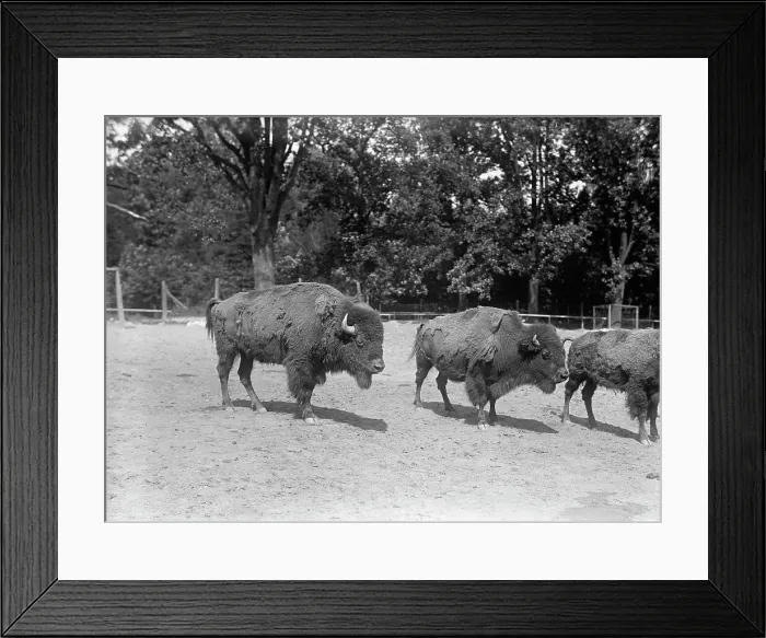 Framed Print : Zoo, Washington, D.C.: Bison, 1916. Creator: Harris & Ewing. Zoo, Washington, D.C.: Bison, 1916. Creator: Harris & Ewing Framed Print : Zoo, Washington, D.C.: Bison, 1916. Creator: Harris & Ewing. Zoo, Washington, D.C.: Bison, 1916. Creator: Harris & Ewing