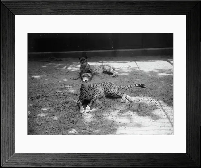 Framed Print : Zoo, Washington, D.C.: Cheetah, 1916. Creator: Harris & Ewing. Zoo, Washington, D.C.: Cheetah, 1916. Creator: Harris & Ewing Framed Print : Zoo, Washington, D.C.: Cheetah, 1916. Creator: Harris & Ewing. Zoo, Washington, D.C.: Cheetah, 1916. Creator: Harris & Ewing