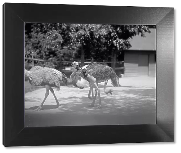 Zoo, Washington, D.C.: Ostriches, 1916. Creator: Harris & Ewing. Zoo, Washington, D.C.: Ostriches, 1916. Creator: Harris & Ewing