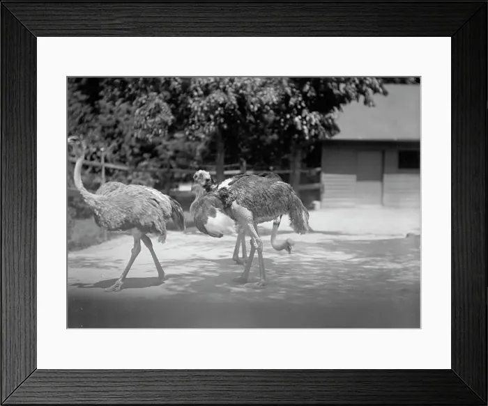 Framed Print : Zoo, Washington, D.C.: Ostriches, 1916. Creator: Harris & Ewing. Zoo, Washington, D.C.: Ostriches, 1916. Creator: Harris & Ewing Framed Print : Zoo, Washington, D.C.: Ostriches, 1916. Creator: Harris & Ewing. Zoo, Washington, D.C.: Ostriches, 1916. Creator: Harris & Ewing
