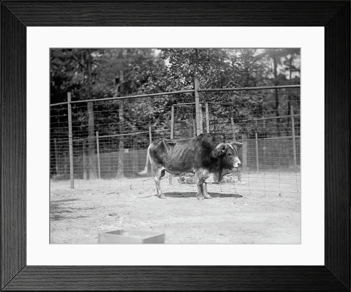 Framed Print : Zoo, Washington, D.C.: Yak, 1916. Creator: Harris & Ewing. Zoo, Washington, D.C.: Yak, 1916. Creator: Harris & Ewing Framed Print : Zoo, Washington, D.C.: Yak, 1916. Creator: Harris & Ewing. Zoo, Washington, D.C.: Yak, 1916. Creator: Harris & Ewing