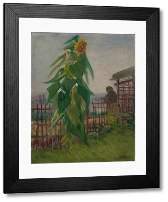 Framed Print : Allotment with Sunflower, 1887. Creator: Gogh, Vincent, van (1853-1890) Framed Print : Allotment with Sunflower, 1887. Creator: Gogh, Vincent, van (1853-1890)