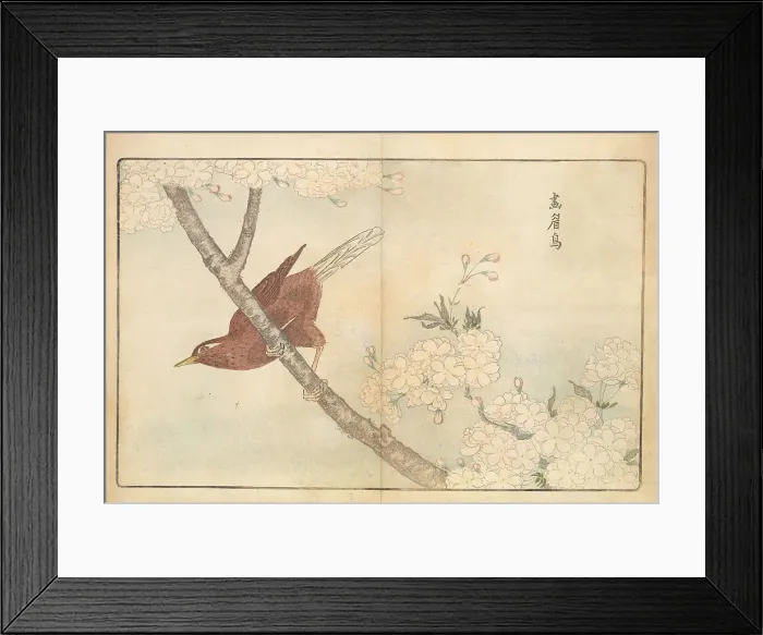 Framed Print : Illustration from Pictures of Imported Birds, 1790. Creator: Kitao, Masayoshi (1764-1824). Illustration from Pictures of Imported Birds, 1790. Creator: Kitao, Masayoshi (1764-1824) Framed Print : Illustration from Pictures of Imported Birds, 1790. Creator: Kitao, Masayoshi (1764-1824). Illustration from Pictures of Imported Birds, 1790. Creator: Kitao, Masayoshi (1764-1824)