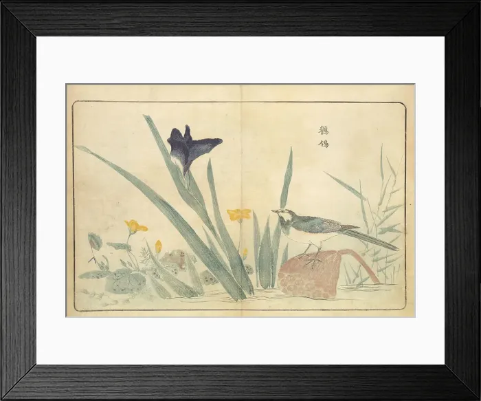 Framed Print : Illustration from Pictures of Imported Birds, 1790. Creator: Kitao, Masayoshi (1764-1824). Illustration from Pictures of Imported Birds, 1790. Creator: Kitao, Masayoshi (1764-1824) Framed Print : Illustration from Pictures of Imported Birds, 1790. Creator: Kitao, Masayoshi (1764-1824). Illustration from Pictures of Imported Birds, 1790. Creator: Kitao, Masayoshi (1764-1824)