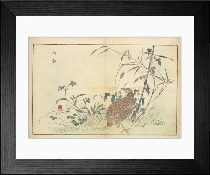 Framed Print : Illustration from Pictures of Imported Birds, 1790. Creator: Kitao, Masayoshi (1764-1824). Illustration from Pictures of Imported Birds, 1790. Creator: Kitao, Masayoshi (1764-1824) Framed Print : Illustration from Pictures of Imported Birds, 1790. Creator: Kitao, Masayoshi (1764-1824). Illustration from Pictures of Imported Birds, 1790. Creator: Kitao, Masayoshi (1764-1824)