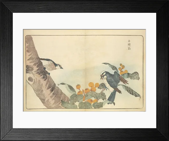 Framed Print : Illustration from Pictures of Imported Birds, 1790. Creator: Kitao, Masayoshi (1764-1824). Illustration from Pictures of Imported Birds, 1790. Creator: Kitao, Masayoshi (1764-1824) Framed Print : Illustration from Pictures of Imported Birds, 1790. Creator: Kitao, Masayoshi (1764-1824). Illustration from Pictures of Imported Birds, 1790. Creator: Kitao, Masayoshi (1764-1824)