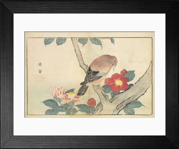Framed Print : Illustration from Pictures of Imported Birds, 1790. Creator: Kitao, Masayoshi (1764-1824). Illustration from Pictures of Imported Birds, 1790. Creator: Kitao, Masayoshi (1764-1824) Framed Print : Illustration from Pictures of Imported Birds, 1790. Creator: Kitao, Masayoshi (1764-1824). Illustration from Pictures of Imported Birds, 1790. Creator: Kitao, Masayoshi (1764-1824)