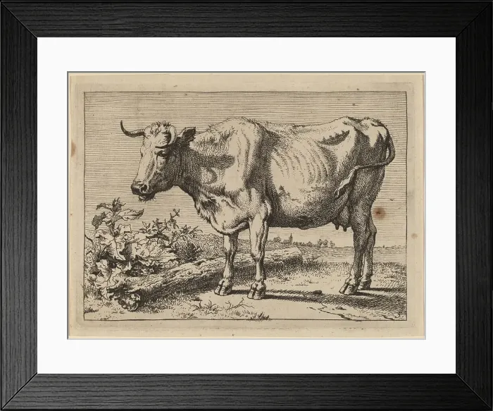 Framed Print : Standing Cow (Cow with a Crumpled Horn), 1650. Creator: Paulus Potter Framed Print : Standing Cow (Cow with a Crumpled Horn), 1650. Creator: Paulus Potter