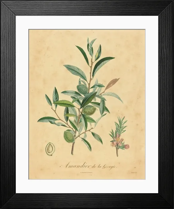 Framed Print : Amandier de la Georgie. Creator: Unknown Framed Print : Amandier de la Georgie. Creator: Unknown