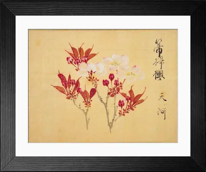 Framed Print : From the Sketch Book of Sakura (Cherry Blossoms), Between 1830 and 1853. Creator: Sakamoto, Konen (1800-1853) Framed Print : From the Sketch Book of Sakura (Cherry Blossoms), Between 1830 and 1853. Creator: Sakamoto, Konen (1800-1853)