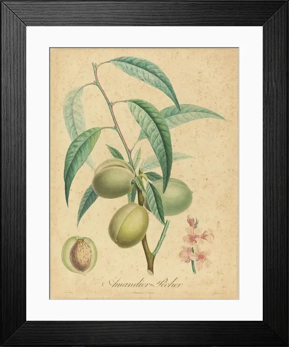 Framed Print : Amandier - Pecher. Creator: Unknown Framed Print : Amandier - Pecher. Creator: Unknown