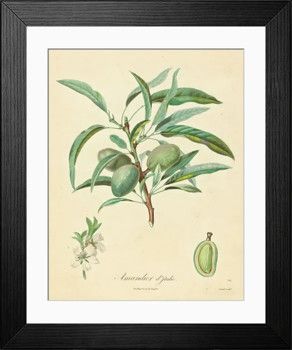 Framed Print : Amandier d'Italie. Creator: Unknown Framed Print : Amandier d'Italie. Creator: Unknown
