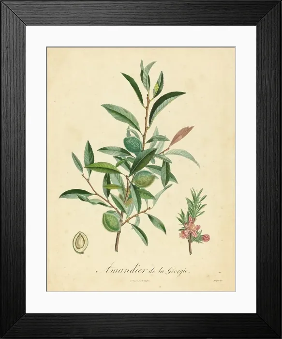 Framed Print : Amandier de la Georgie. Creator: Unknown Framed Print : Amandier de la Georgie. Creator: Unknown