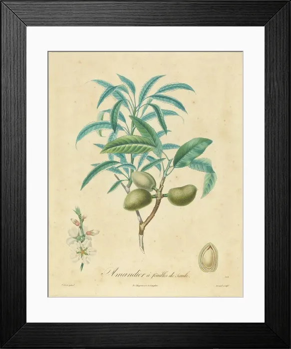 Framed Print : Amandier a feuilles de saulle. Creator: Unknown Framed Print : Amandier a feuilles de saulle. Creator: Unknown