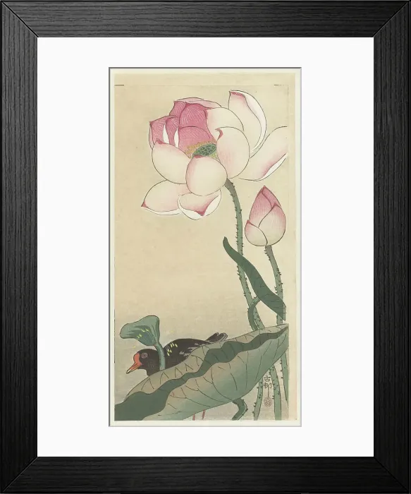 Framed Print : Moorhen with Lotus Flowers, Between 1910 and 1920. Creator: Ohara, Koson (1877-1945) Framed Print : Moorhen with Lotus Flowers, Between 1910 and 1920. Creator: Ohara, Koson (1877-1945)