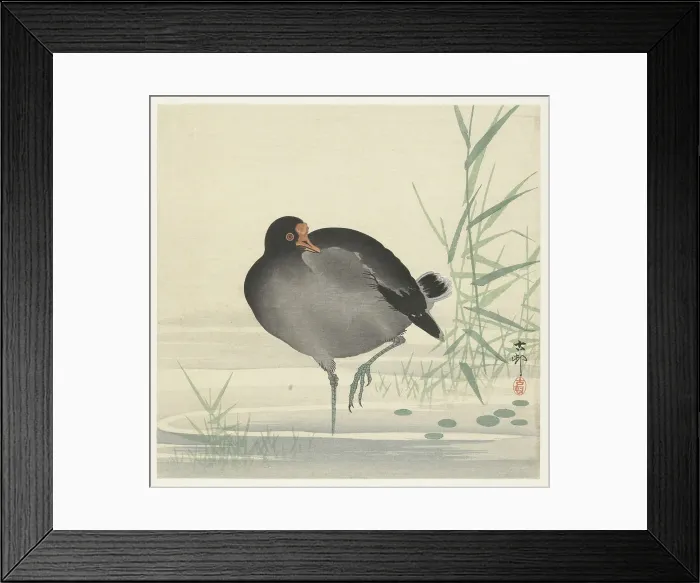 Framed Print : Moorhen. Creator: Ohara, Koson (1877-1945) Framed Print : Moorhen. Creator: Ohara, Koson (1877-1945)