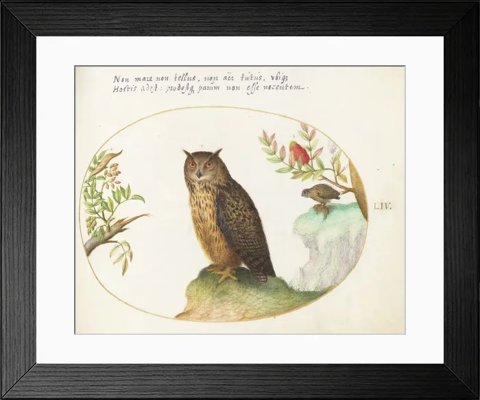 Framed Print : Animalia Volatilia et Amphibia (Aier): Plate LIV, c. 1575 / 1580. Creator: Joris Hoefnagel Framed Print : Animalia Volatilia et Amphibia (Aier): Plate LIV, c. 1575 / 1580. Creator: Joris Hoefnagel