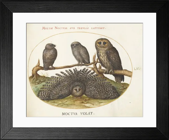 Framed Print : Animalia Volatilia et Amphibia (Aier): Plate LV, c. 1575 / 1580. Creator: Joris Hoefnagel Framed Print : Animalia Volatilia et Amphibia (Aier): Plate LV, c. 1575 / 1580. Creator: Joris Hoefnagel
