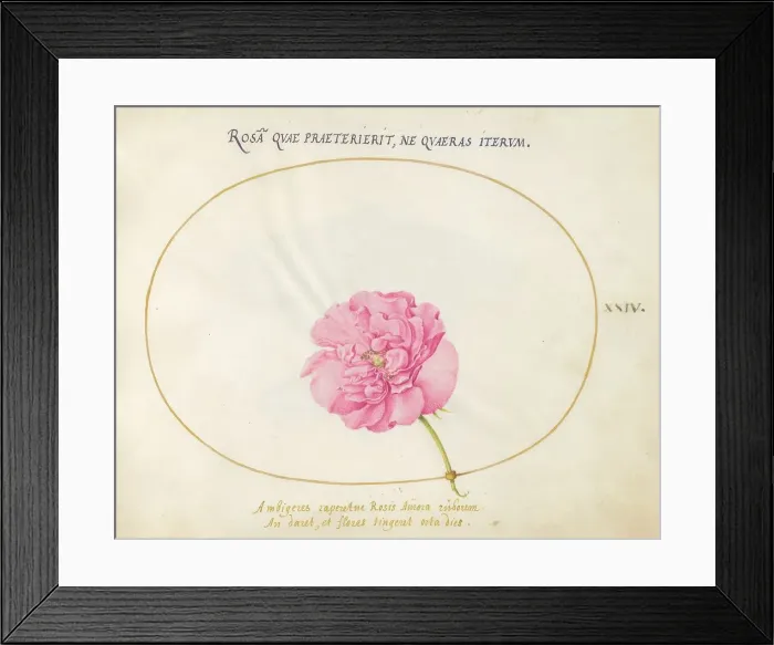 Framed Print : Plate 24: Pink Rose, c. 1575 / 1580. Creator: Joris Hoefnagel Framed Print : Plate 24: Pink Rose, c. 1575 / 1580. Creator: Joris Hoefnagel