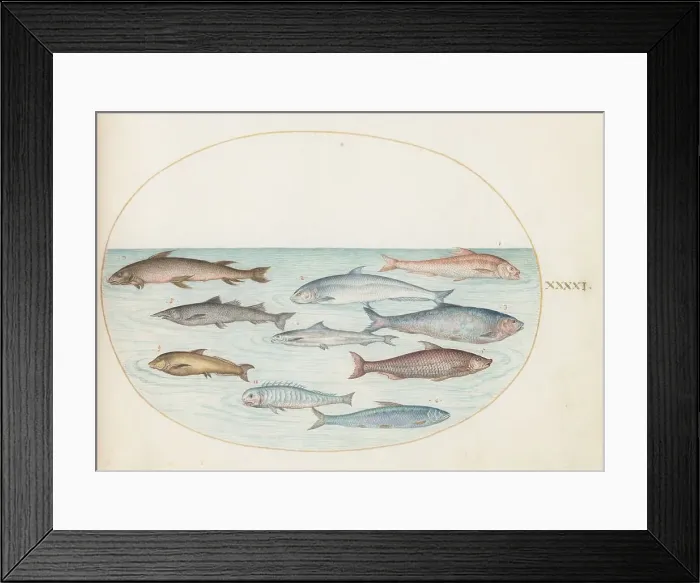 Framed Print : Animalia Aqvatilia et Cochiliata (Aqva): Plate XLI, c. 1575 / 1580. Creator: Joris Hoefnagel Framed Print : Animalia Aqvatilia et Cochiliata (Aqva): Plate XLI, c. 1575 / 1580. Creator: Joris Hoefnagel