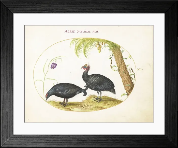 Framed Print : Animalia Volatilia et Amphibia (Aier): Plate XI, c. 1575 / 1580. Creator: Joris Hoefnagel Framed Print : Animalia Volatilia et Amphibia (Aier): Plate XI, c. 1575 / 1580. Creator: Joris Hoefnagel