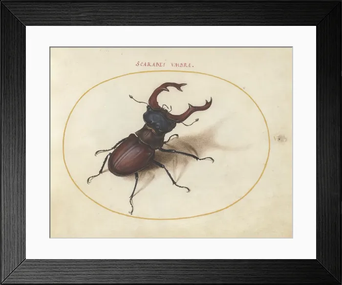 Framed Print : Plate 5: Stag Beetle, c. 1575 / 1580. Creator: Joris Hoefnagel Framed Print : Plate 5: Stag Beetle, c. 1575 / 1580. Creator: Joris Hoefnagel