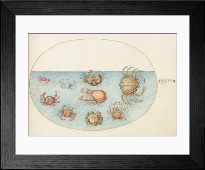 Framed Print : Animalia Aqvatilia et Cochiliata (Aqva): Plate XLVII, c. 1575 / 1580. Creator: Joris Hoefnagel Framed Print : Animalia Aqvatilia et Cochiliata (Aqva): Plate XLVII, c. 1575 / 1580. Creator: Joris Hoefnagel