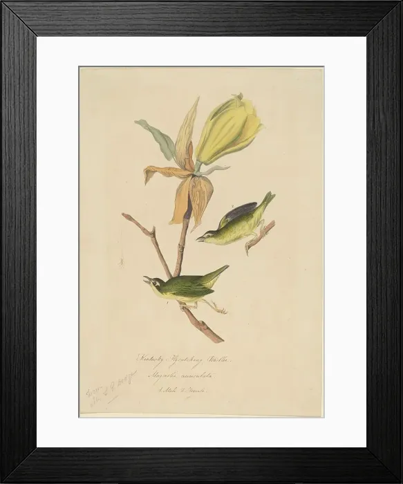 Framed Print : Kentucky Fly-catching Warbler, 1830s. Creator: John Woodhouse Audubon Framed Print : Kentucky Fly-catching Warbler, 1830s. Creator: John Woodhouse Audubon
