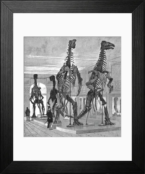 Framed Print : Fossil Iguanodons in the Bernissart Gallery of the Natural History Museum, Brussels, 1891. Creator: Hendrick Cassiers Framed Print : Fossil Iguanodons in the Bernissart Gallery of the Natural History Museum, Brussels, 1891. Creator: Hendrick Cassiers