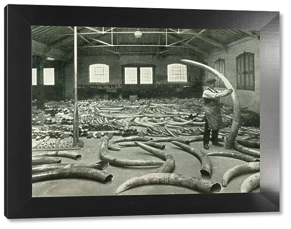 'In the Warehouses of the P.L.A. with their Accommodation for a Million Tons' - Ivory Show Floor... Creator: Unknown. 'In the Warehouses of the P.L.A. with their Accommodation for a Million Tons' - Ivory Show Floor... Creator: Unknown