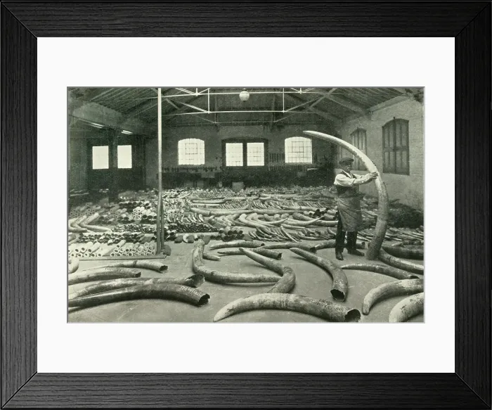 Framed Print : In the Warehouses of the P.L.A. with their Accommodation for a Million Tons - Ivory Show Floor... Creator: Unknown. In the Warehouses of the P.L.A. with their Accommodation for a Million Tons - Ivory Show Floor... Creator: Unknown Framed Print : In the Warehouses of the P.L.A. with their Accommodation for a Million Tons - Ivory Show Floor... Creator: Unknown. In the Warehouses of the P.L.A. with their Accommodation for a Million Tons - Ivory Show Floor... Creator: Unknown