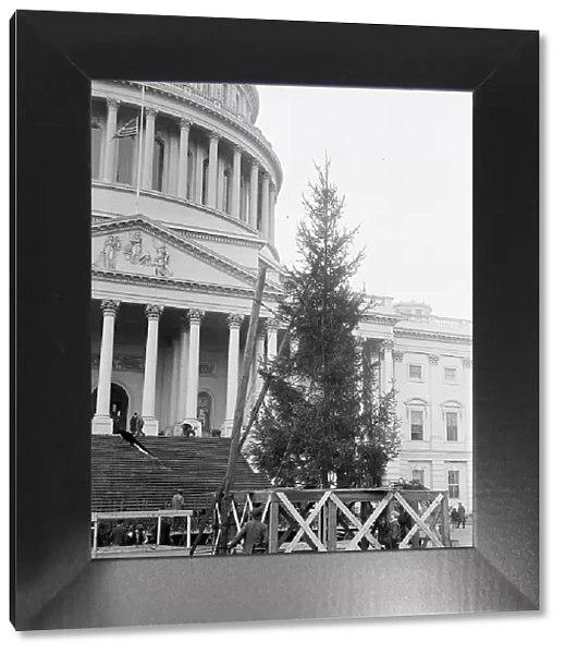Christmas Trees - Christmas Tree At Capitol, 1913. Creator: Harris & Ewing. Christmas Trees - Christmas Tree At Capitol, 1913. Creator: Harris & Ewing