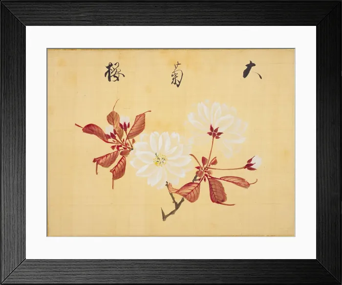 Framed Print : From the Sketch Book of Sakura (Cherry Blossoms), Between 1830 and 1853. Creator: Sakamoto, Konen (1800-1853) Framed Print : From the Sketch Book of Sakura (Cherry Blossoms), Between 1830 and 1853. Creator: Sakamoto, Konen (1800-1853)