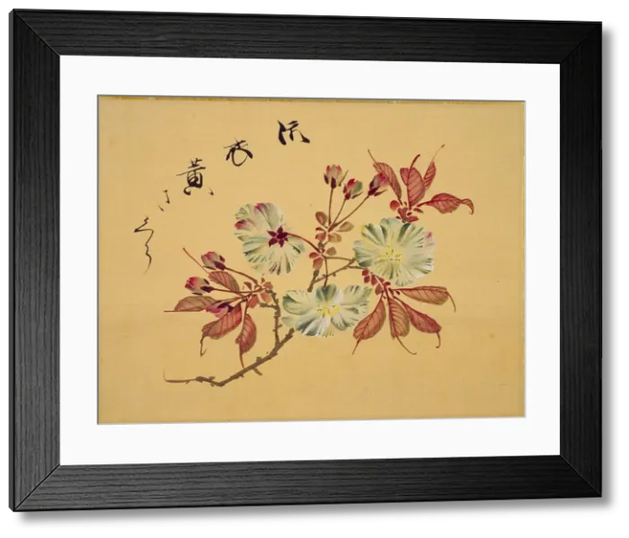 Framed Print : From the Sketch Book of Sakura (Cherry Blossoms), Between 1830 and 1853. Creator: Sakamoto, Konen (1800-1853) Framed Print : From the Sketch Book of Sakura (Cherry Blossoms), Between 1830 and 1853. Creator: Sakamoto, Konen (1800-1853)