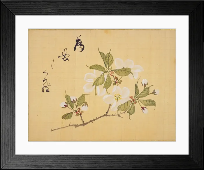 Framed Print : From the Sketch Book of Sakura (Cherry Blossoms), Between 1830 and 1853. Creator: Sakamoto, Konen (1800-1853) Framed Print : From the Sketch Book of Sakura (Cherry Blossoms), Between 1830 and 1853. Creator: Sakamoto, Konen (1800-1853)