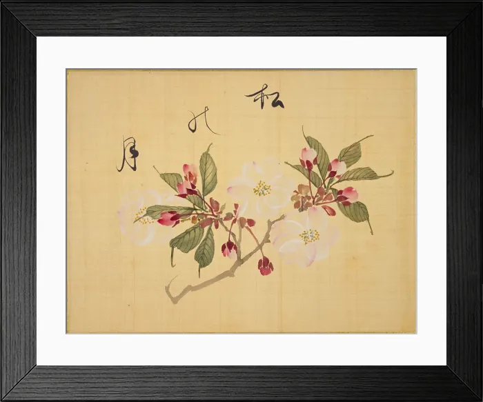 Framed Print : From the Sketch Book of Sakura (Cherry Blossoms), Between 1830 and 1853. Creator: Sakamoto, Konen (1800-1853) Framed Print : From the Sketch Book of Sakura (Cherry Blossoms), Between 1830 and 1853. Creator: Sakamoto, Konen (1800-1853)
