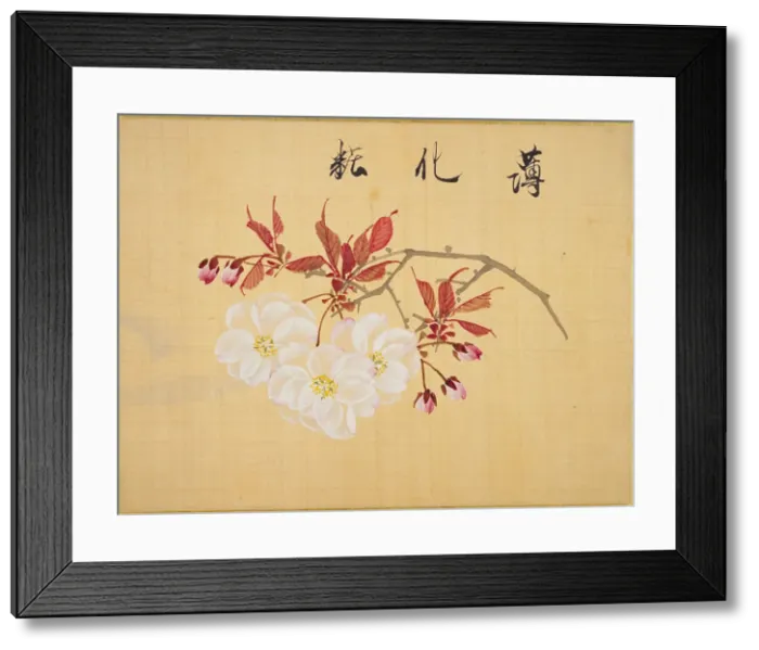 Framed Print : From the Sketch Book of Sakura (Cherry Blossoms), Between 1830 and 1853. Creator: Sakamoto, Konen (1800-1853) Framed Print : From the Sketch Book of Sakura (Cherry Blossoms), Between 1830 and 1853. Creator: Sakamoto, Konen (1800-1853)