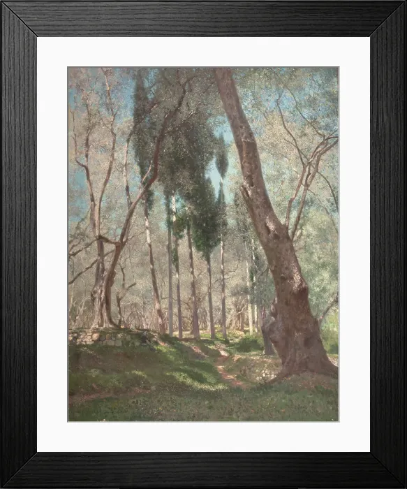 Framed Print : Olive trees in Menton, 1897. Creator: Henry Brokman Framed Print : Olive trees in Menton, 1897. Creator: Henry Brokman