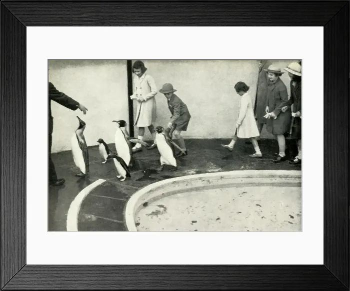 Framed Print : At the London Zoo - at the Penguin Pool, 1939, (1947). Creator: Unknown Framed Print : At the London Zoo - at the Penguin Pool, 1939, (1947). Creator: Unknown
