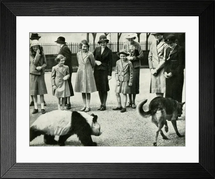 Framed Print : At the London Zoo - watching the antics of a baby panda, 1939, (1947). Creator: Unknown Framed Print : At the London Zoo - watching the antics of a baby panda, 1939, (1947). Creator: Unknown
