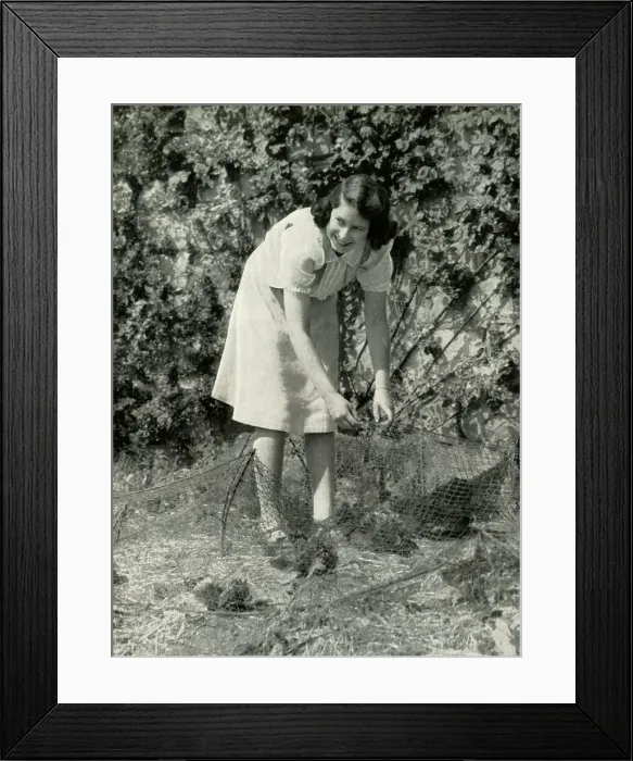 Framed Print : At Work in Her Garden - Windsor, 1941, 1947. Creator: Unknown Framed Print : At Work in Her Garden - Windsor, 1941, 1947. Creator: Unknown