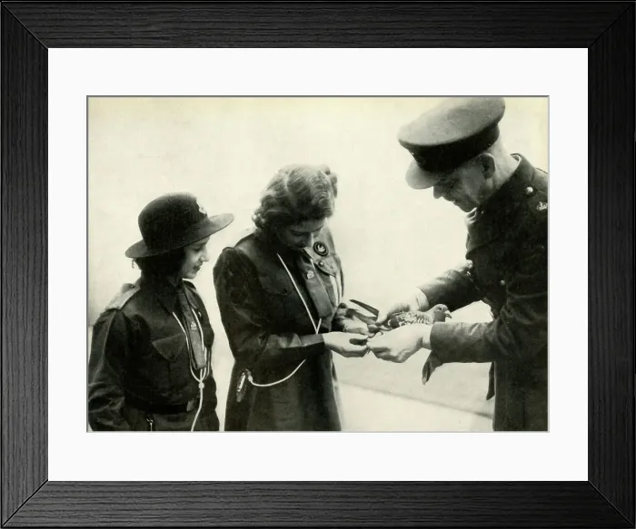 Framed Print : Pigeon Post, 20 February 1943, (1947). Creator: Unknown Framed Print : Pigeon Post, 20 February 1943, (1947). Creator: Unknown