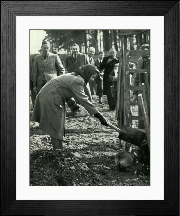 Framed Print : Planting A Red Oak, 3 March 1945, (1947). Creator: Unknown Framed Print : Planting A Red Oak, 3 March 1945, (1947). Creator: Unknown
